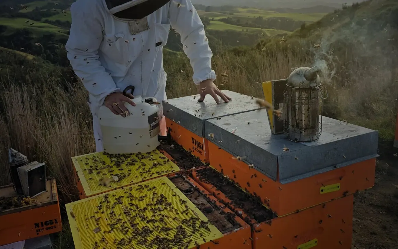 Beekeeper working hives in the field where feed mix decisions become colony work