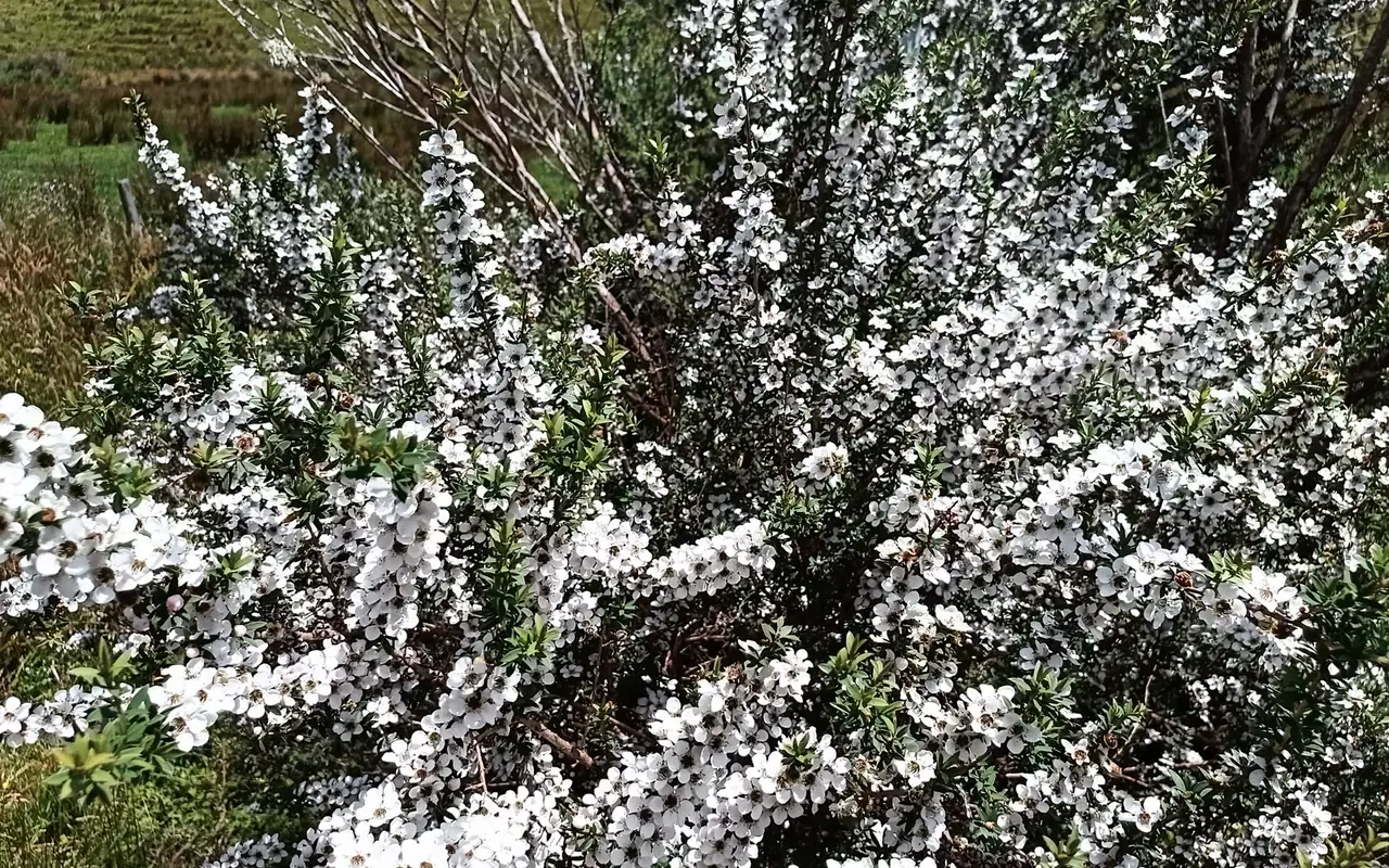 Manuka flowering closeup