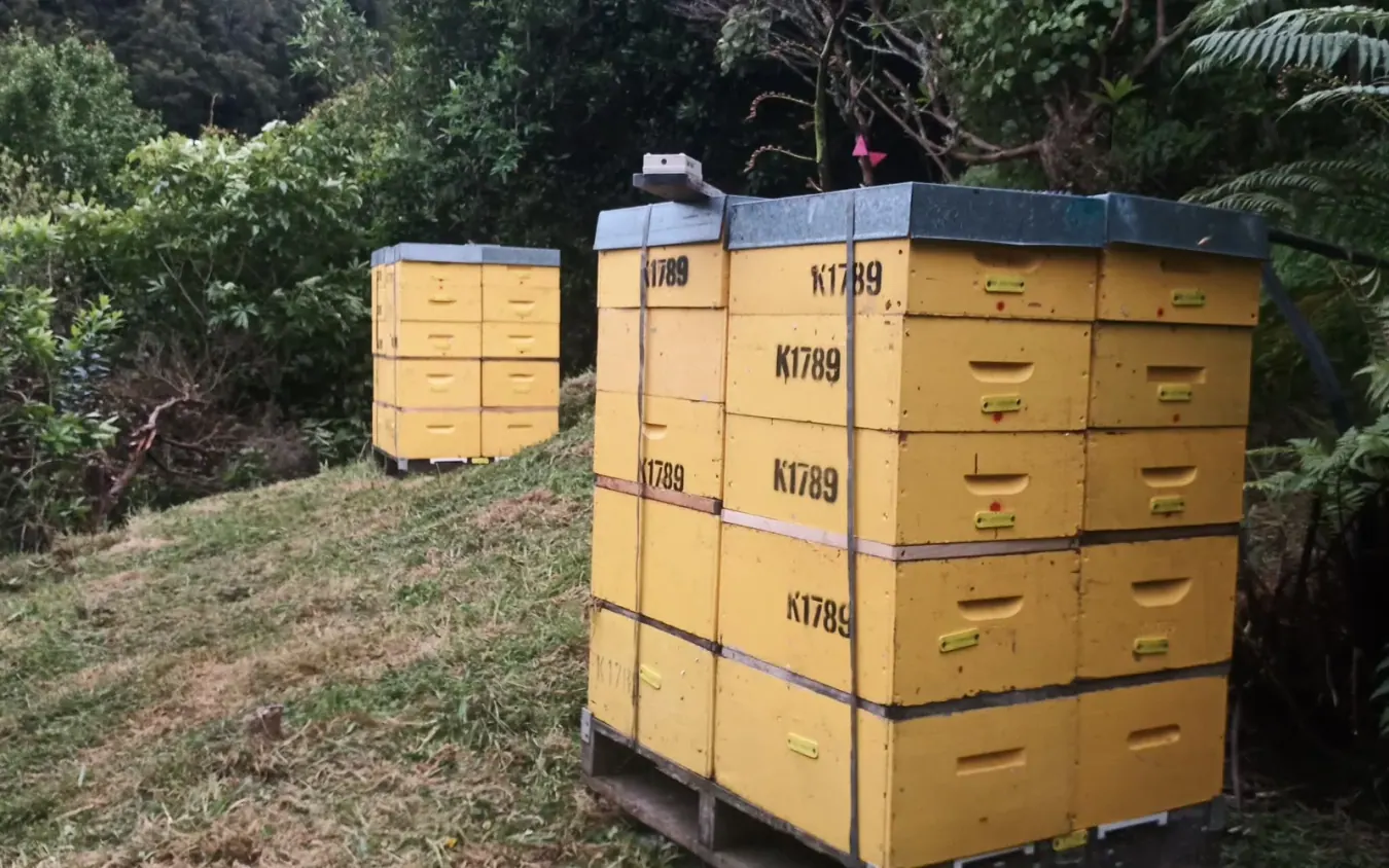 Rotokare hives in native bush