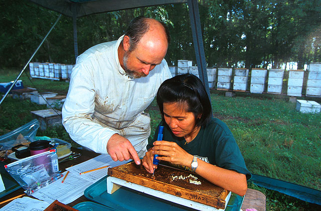 Developing bees being extracted from comb to check for mites