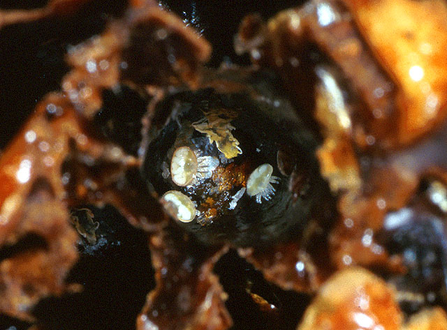 A family of Varroa mites at the bottom of a honey bee brood cell
