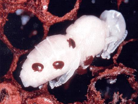 Varroa mites visible on a honey bee pupa removed from comb