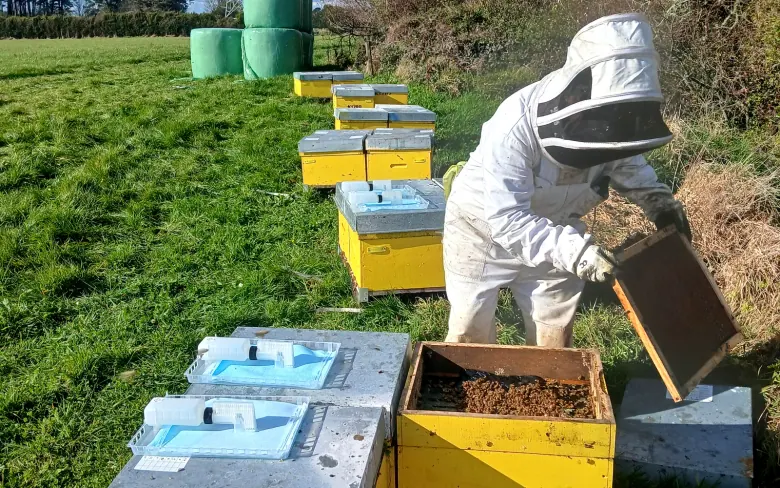 Beekeeper checking an open hive beside rows of yellow hive boxes