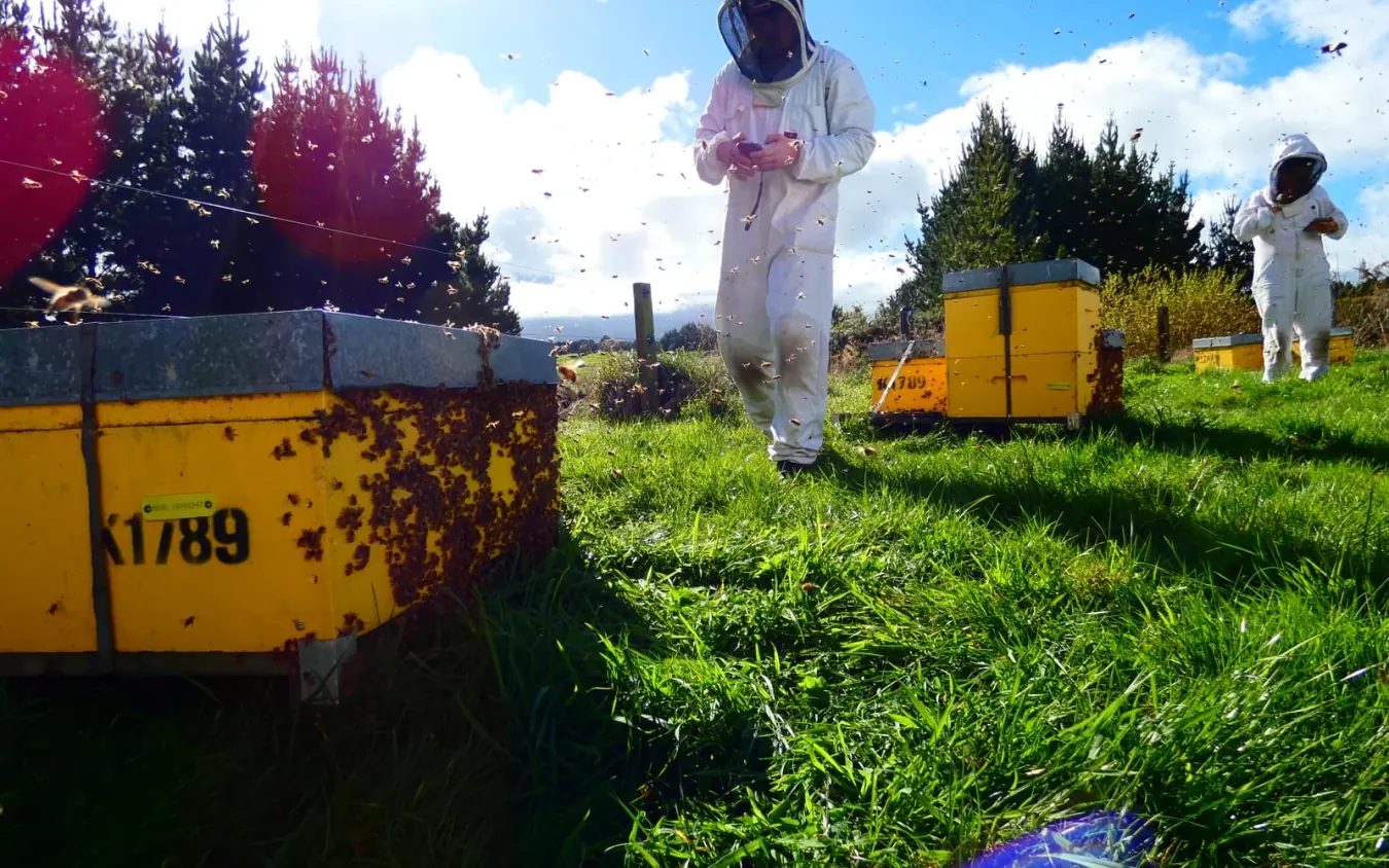 Beekeepers walking through a sunny apiary with bees flying near hive boxes