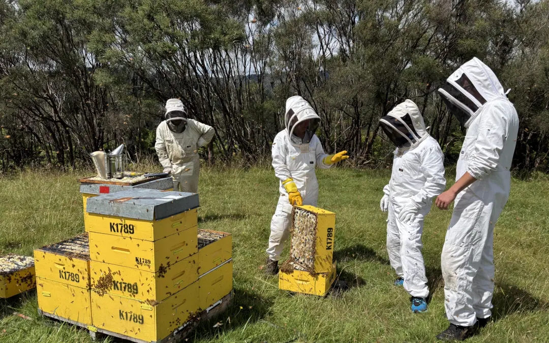 Beekeeping team inspecting yellow hive boxes in the field