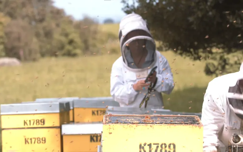 Phone used beside yellow hive boxes in the apiary
