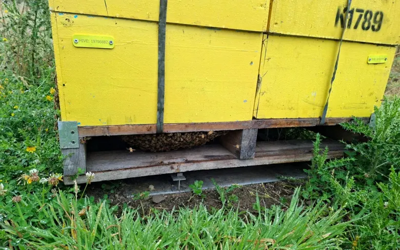 Original yellow hive tag fixed to a yellow hive box for field data collection