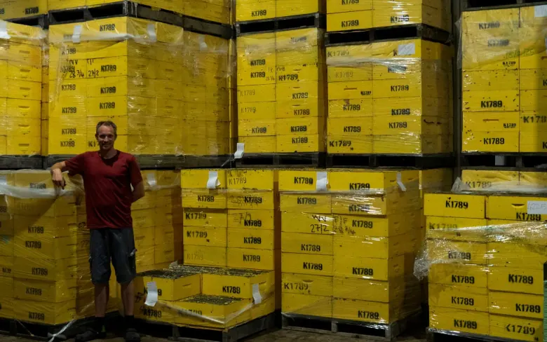 Original pallet stacks of yellow hive boxes in storage